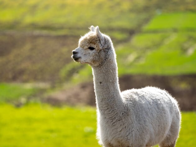 alpaca.