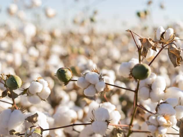 field of cotton plants.