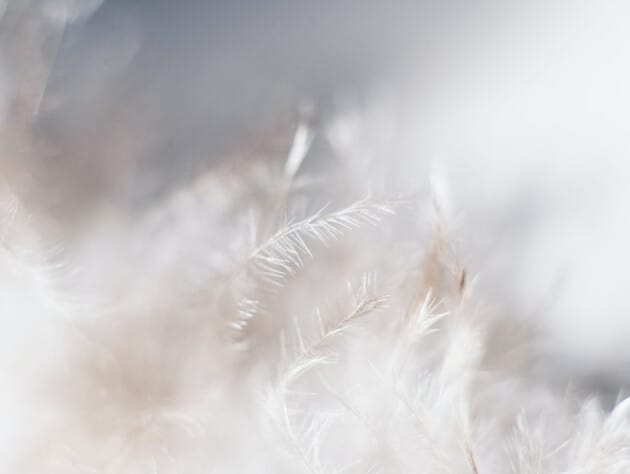 closeup of down feathers.