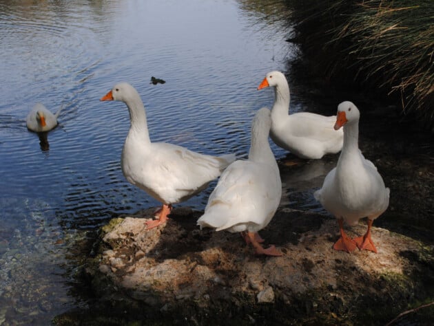 ducks on the bank of a body of water.