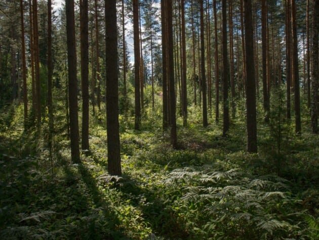 trees and greenery in a forest.