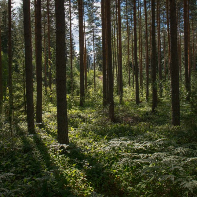 trees and greenery in a forest.