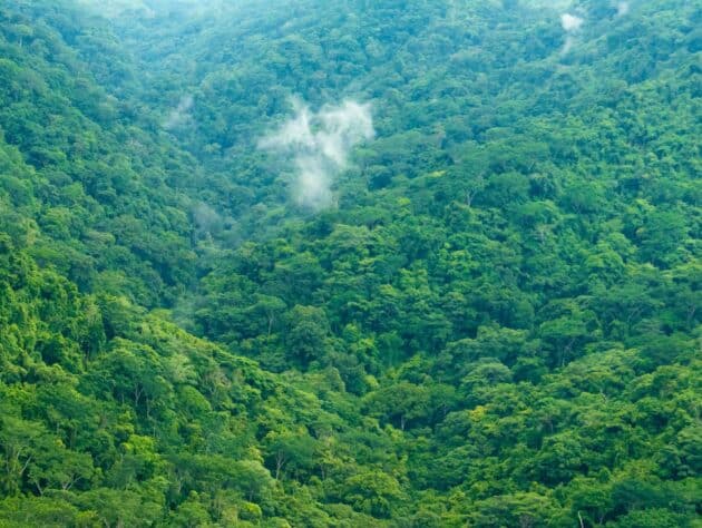 forest on a mountain side.