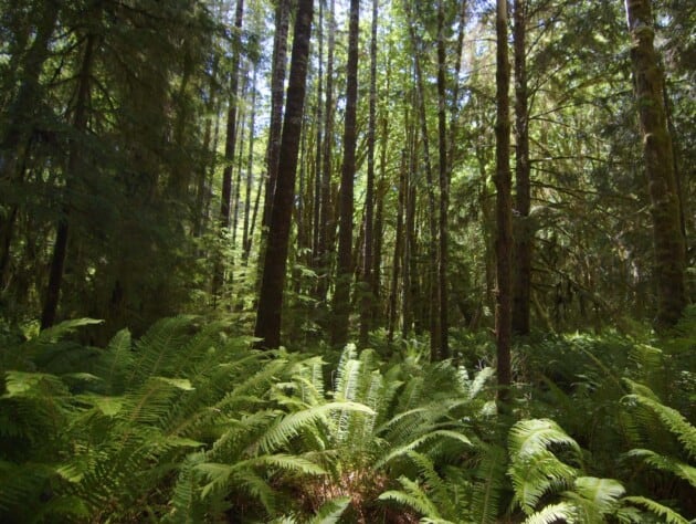 light streaming through a forest.