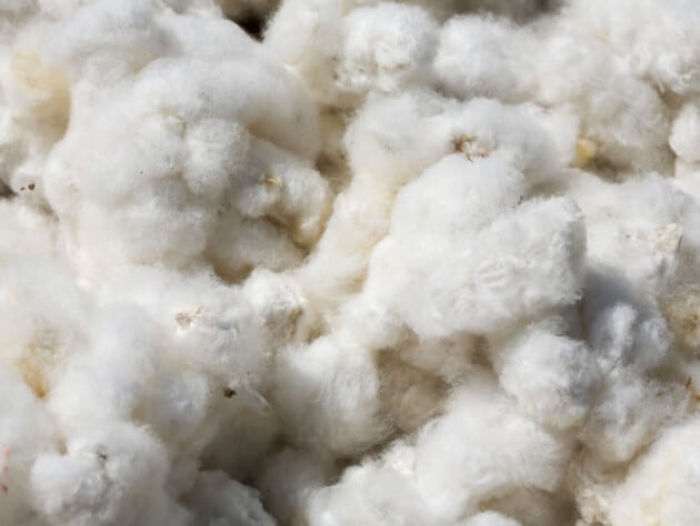 Raw cotton.