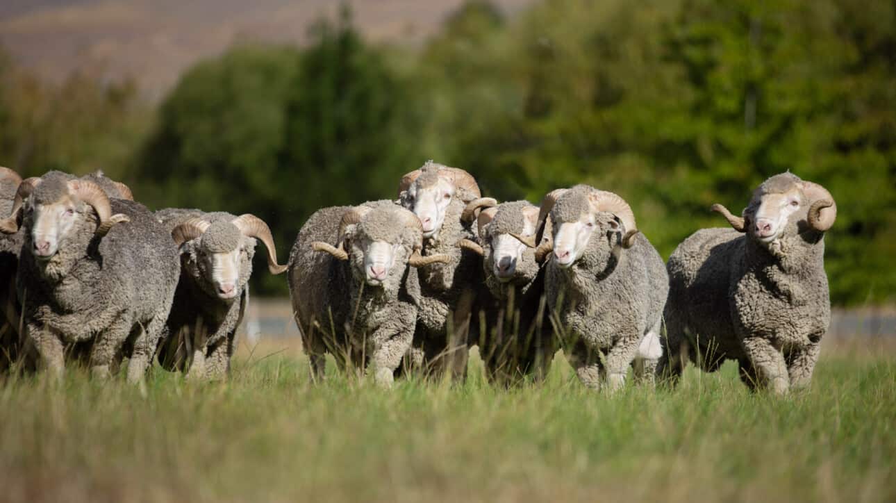 sheep walking through a pasture.