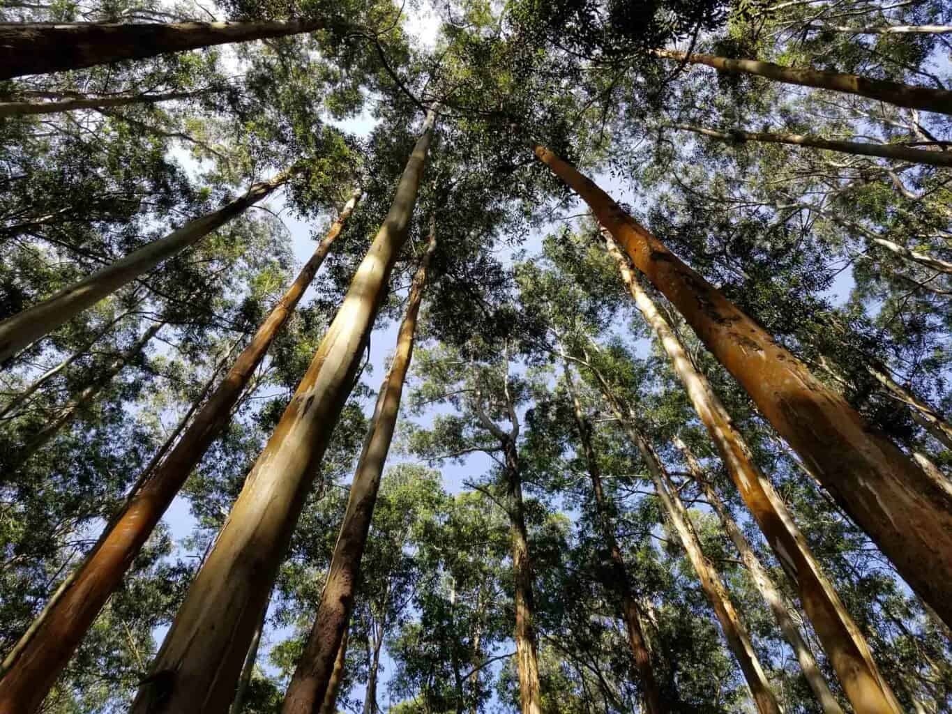 forest trees from below.