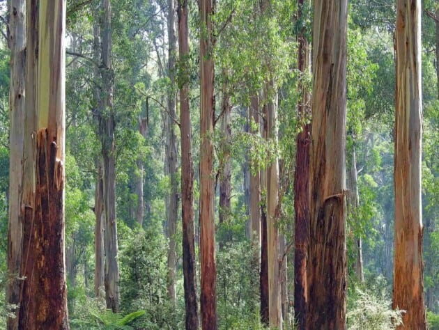 trees in a forest.